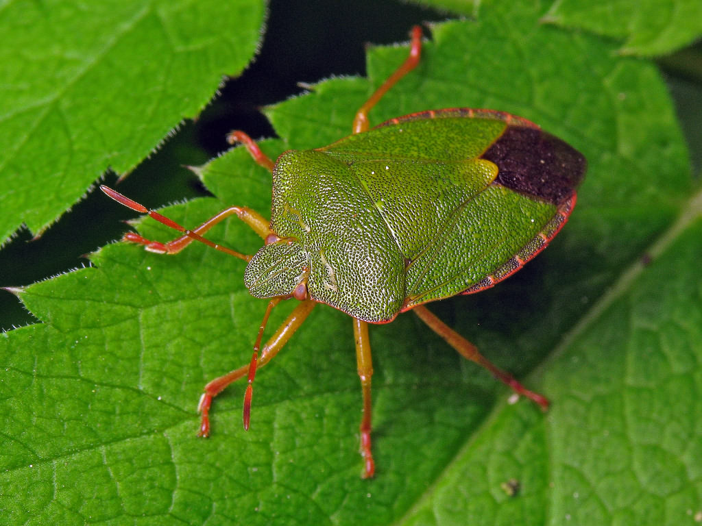 Palomena prasina (Linnaeus, 1761)